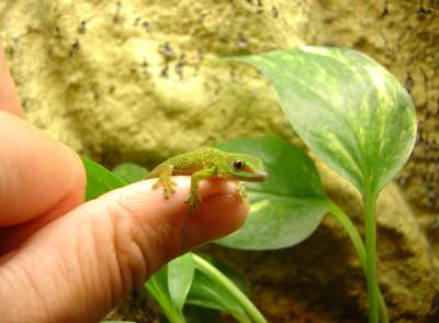 Baby Day Gecko