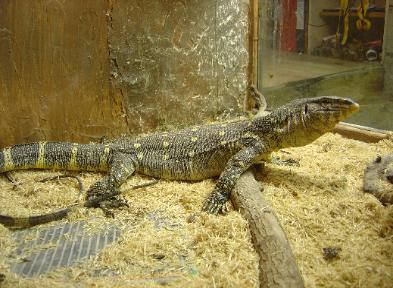 This is our female Ornate Forest monitor, named Nice