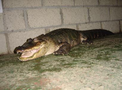 This is our new female American alligator, CC.