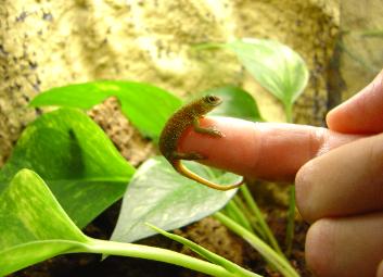 Baby Day Gecko