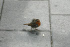 Visit Kilkenny Photo Gallery